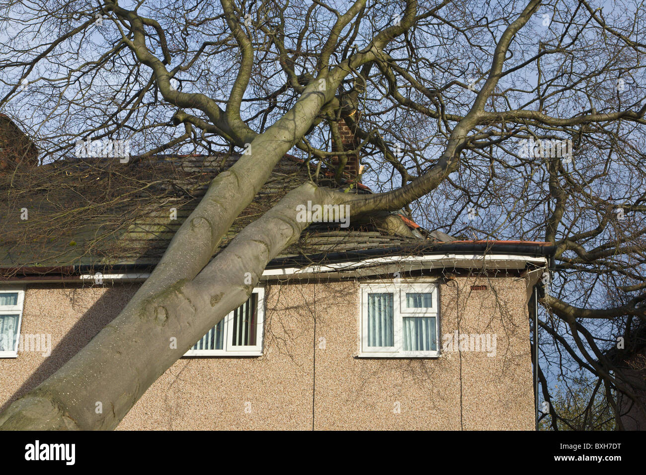 Tree falling on house, Wirral, England Stock Photo Alamy