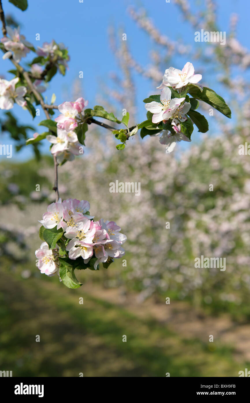 Apple blossom orchard hi-res stock photography and images - Alamy