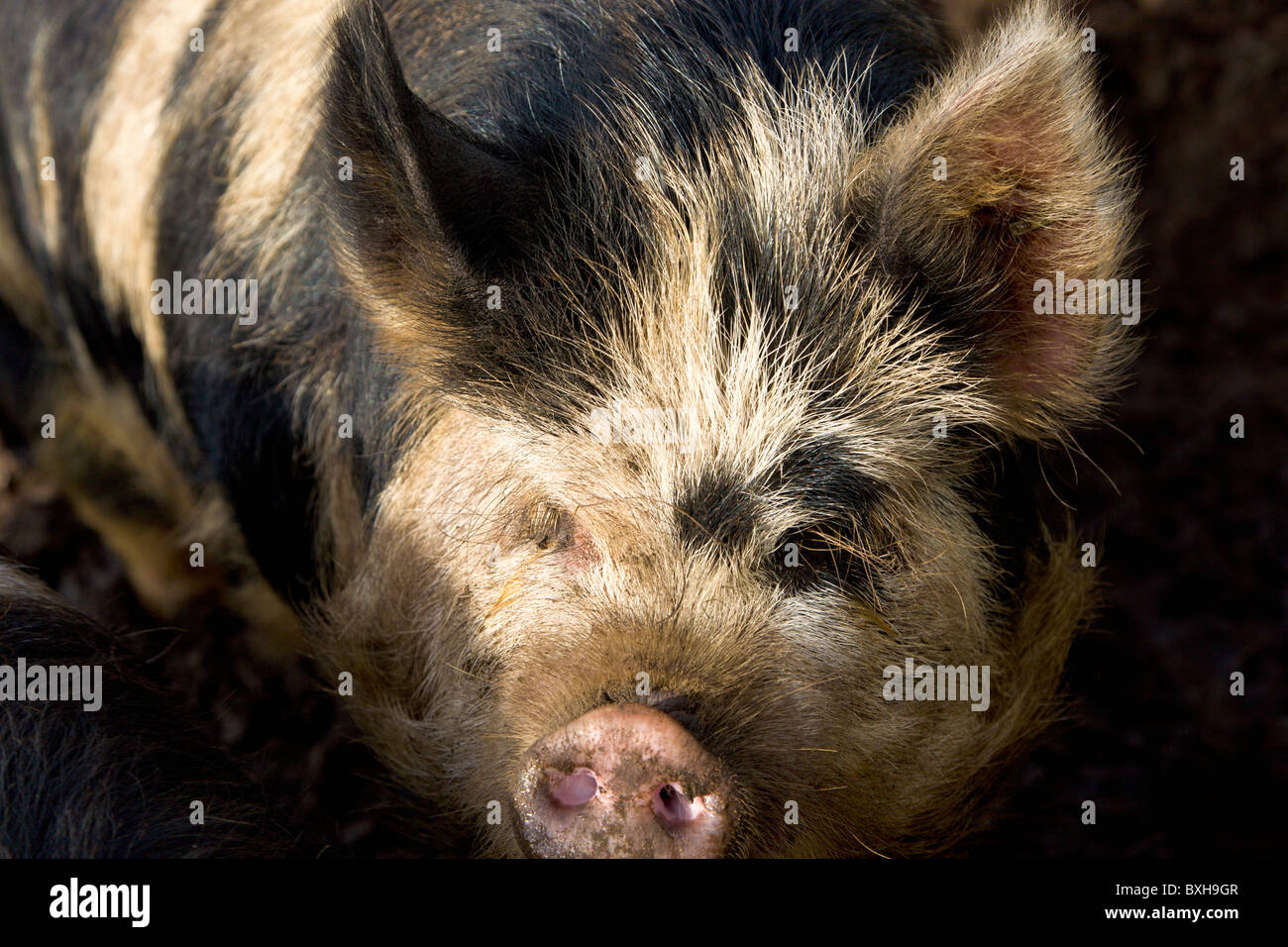 Kune kune pig hires stock photography and images Alamy