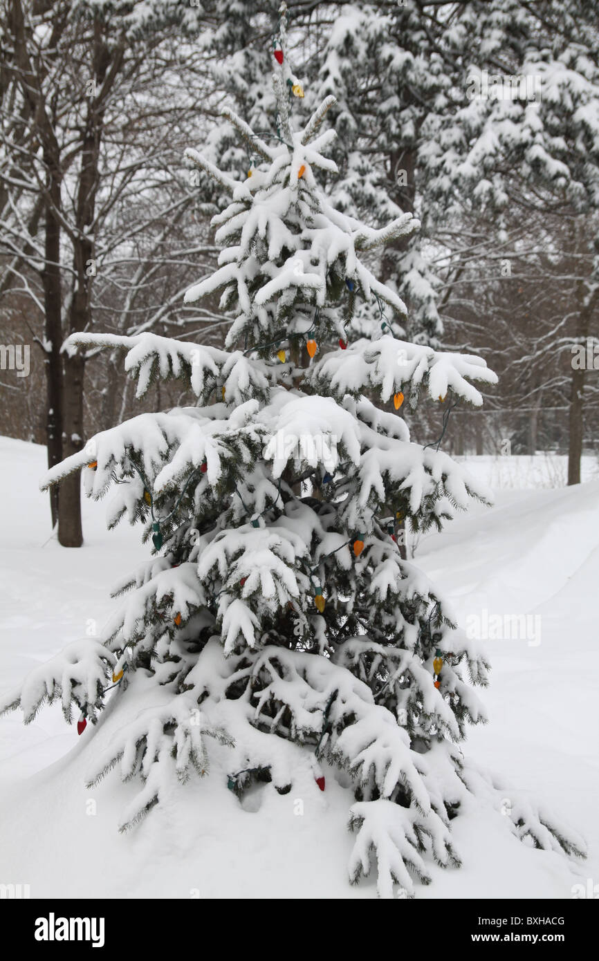 A tree covered in snow and Christmas lights. Stock Photo