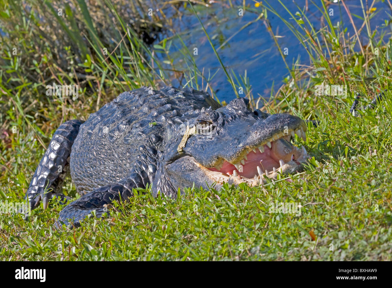 Alligator parks hi res stock photography and images alamy
