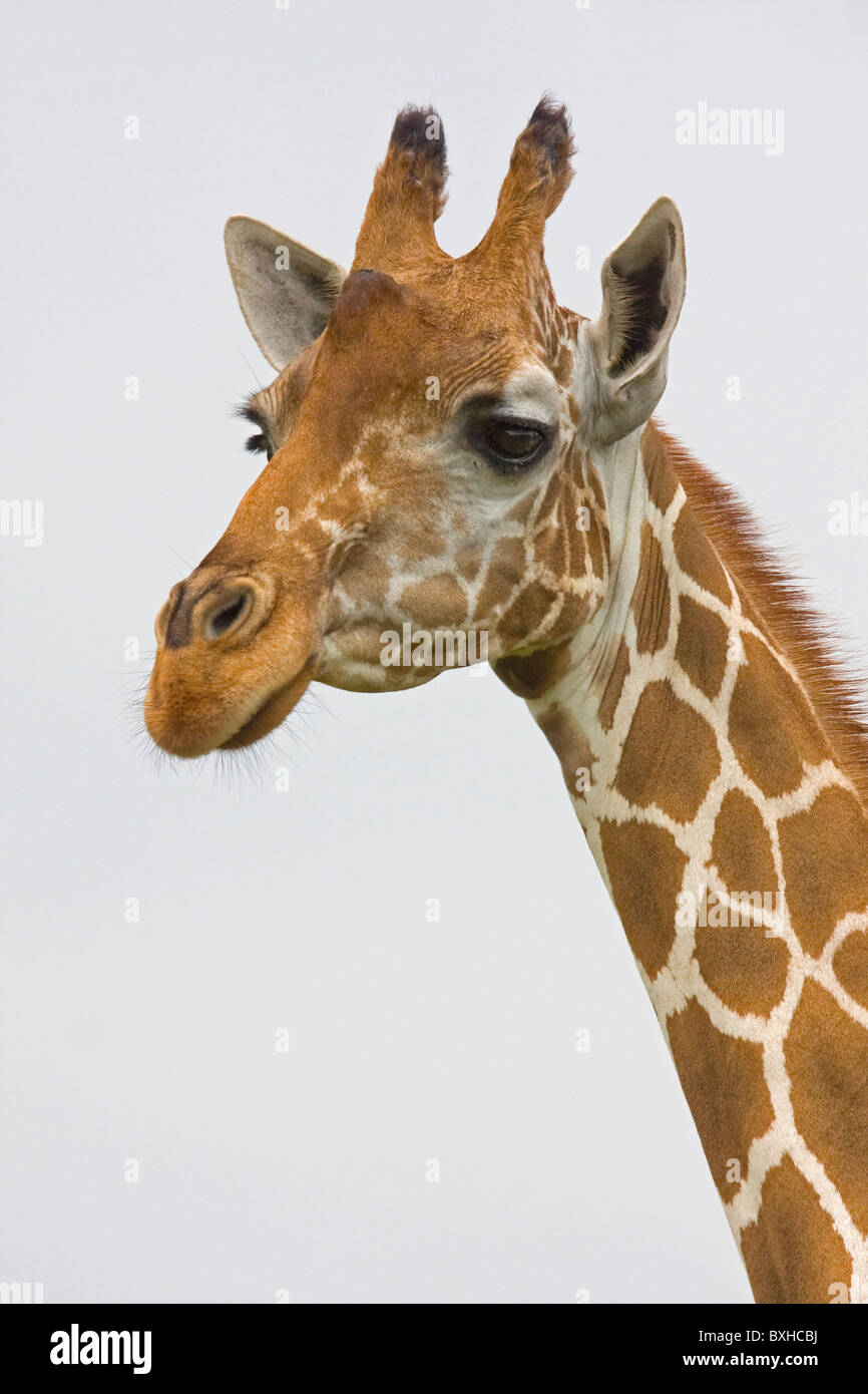 Giraffe Stock Photo