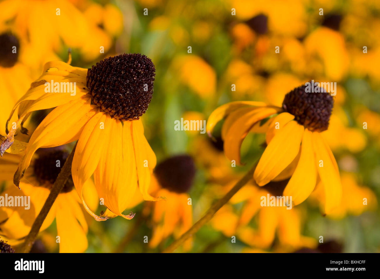 BlackEyed Susan Flowers Stock Photo Alamy