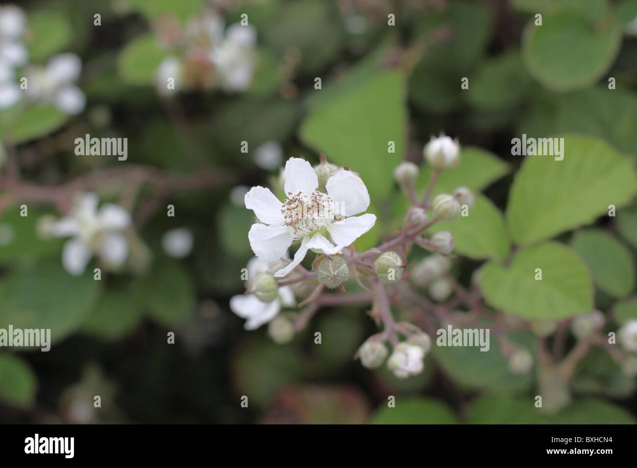 Blackberry flower Stock Photo
