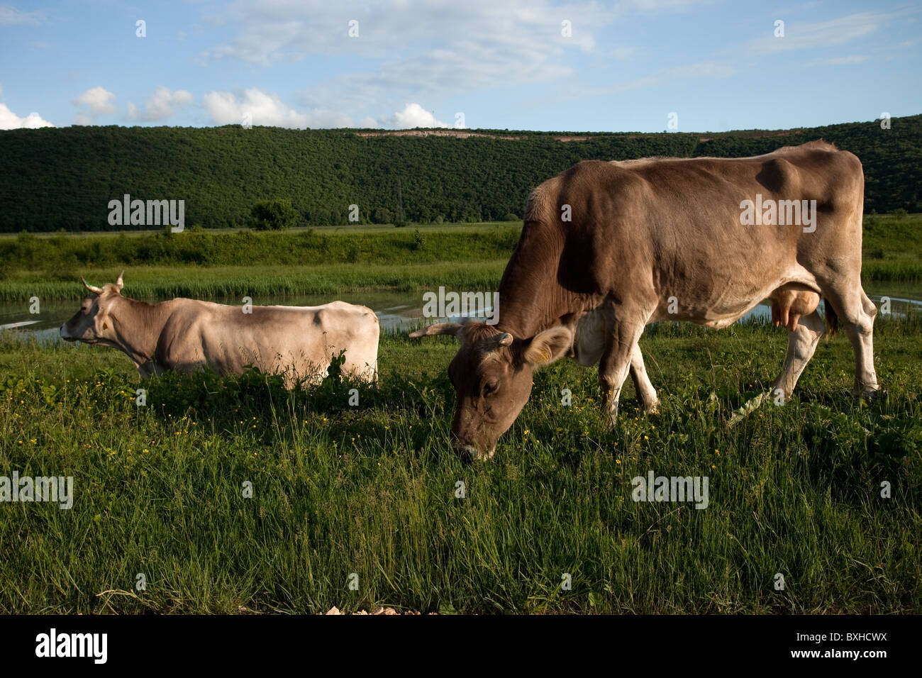 cows, pasture Stock Photo