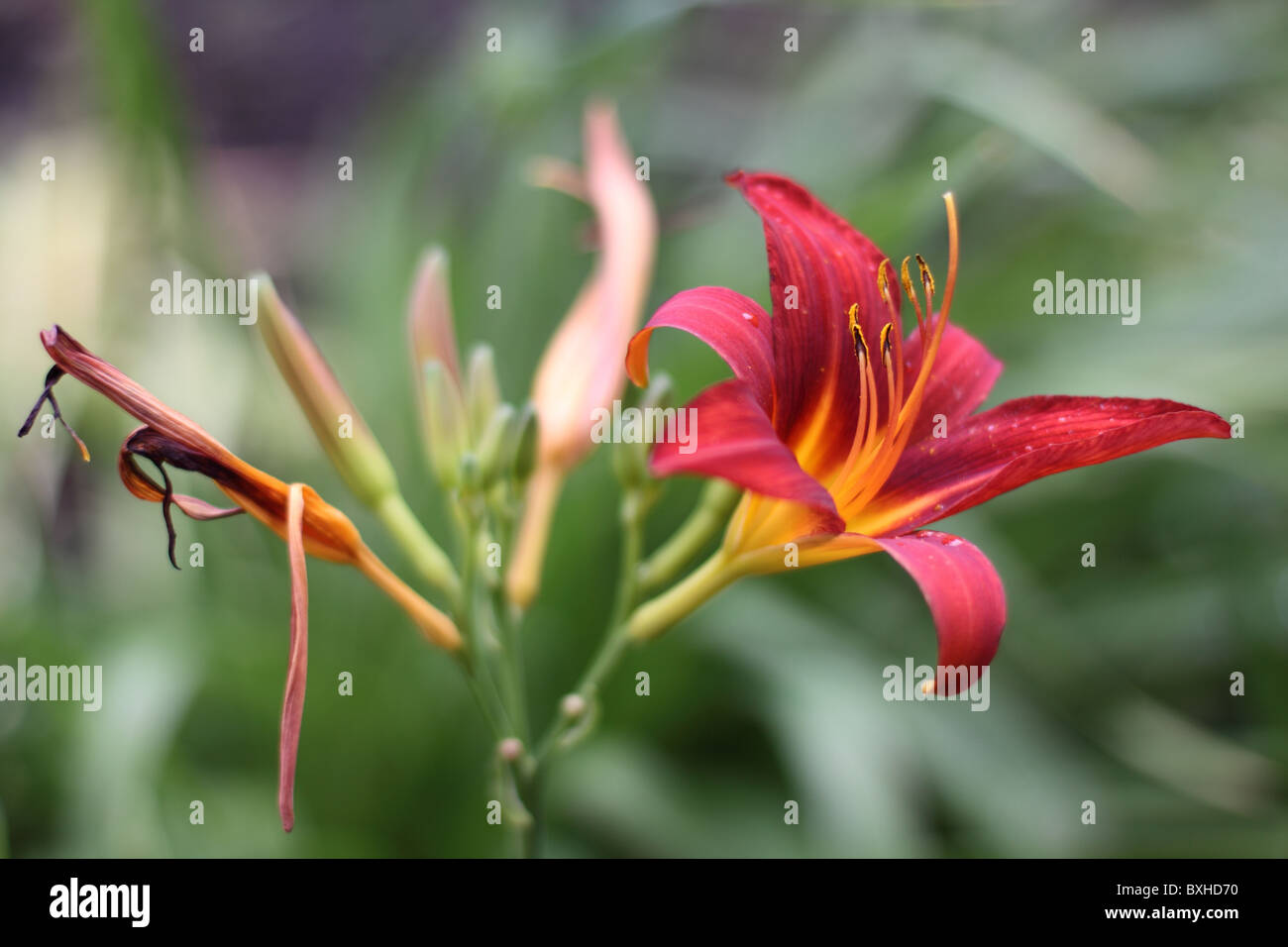 Day lily Stock Photo