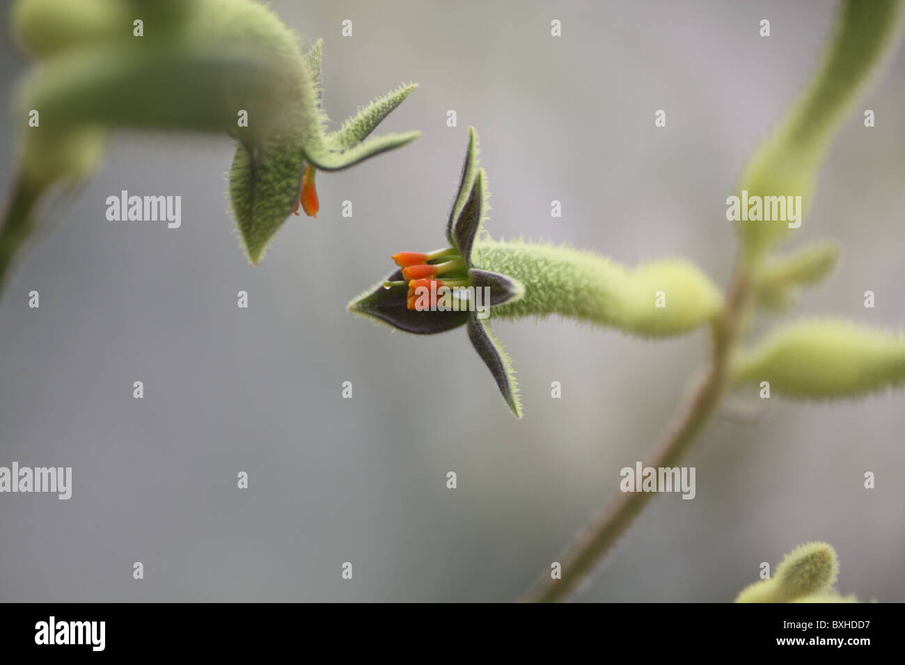 Flower Yellow Kangaroo Paw Stock Photo Alamy