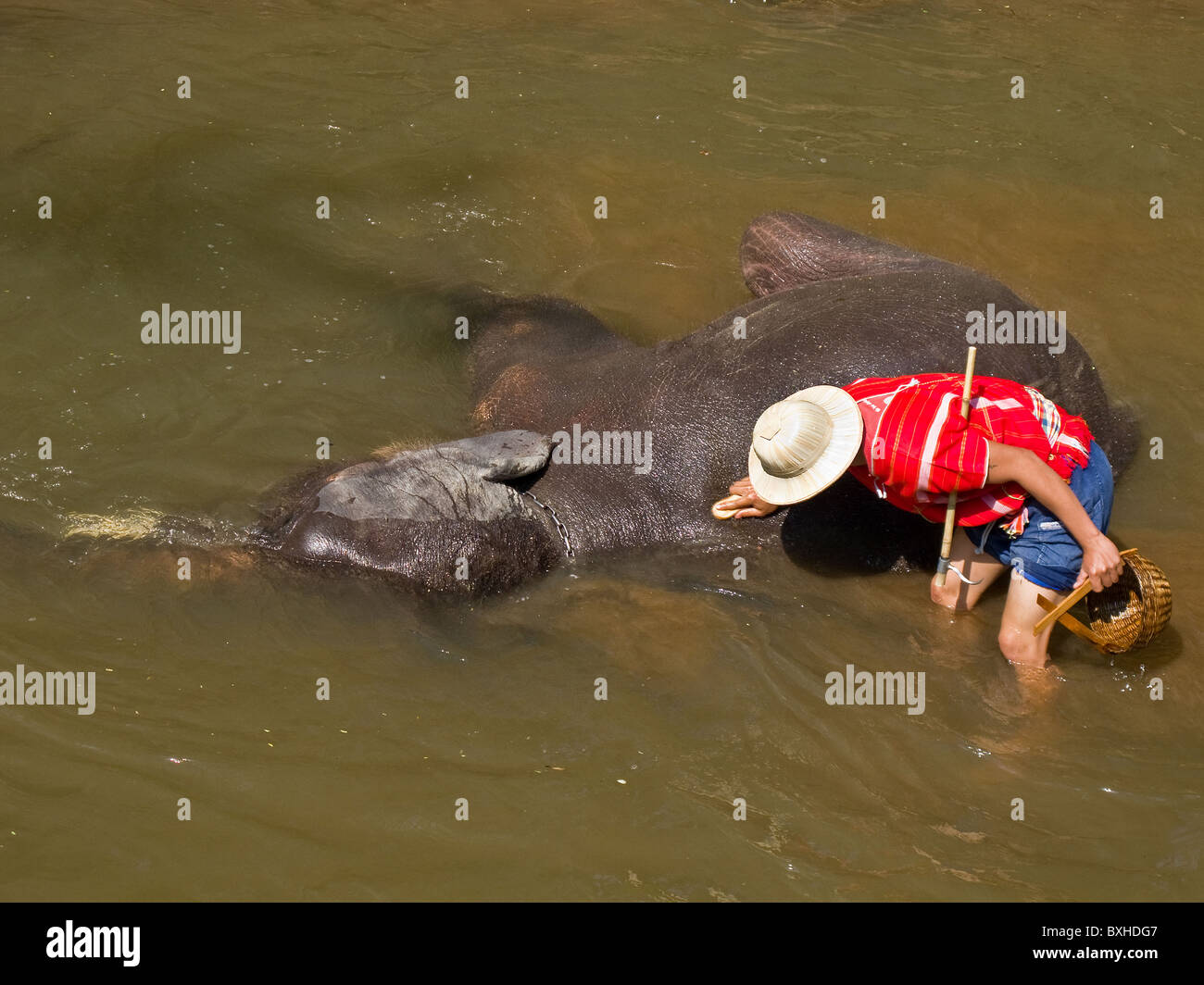 A mahout scrubbing his elephant in a river at Maesa Elephant Camp in Chiang Mai Stock Photo