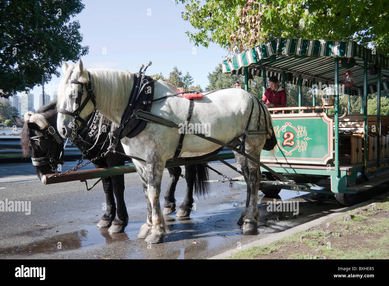 stanley park horse drawn carriage