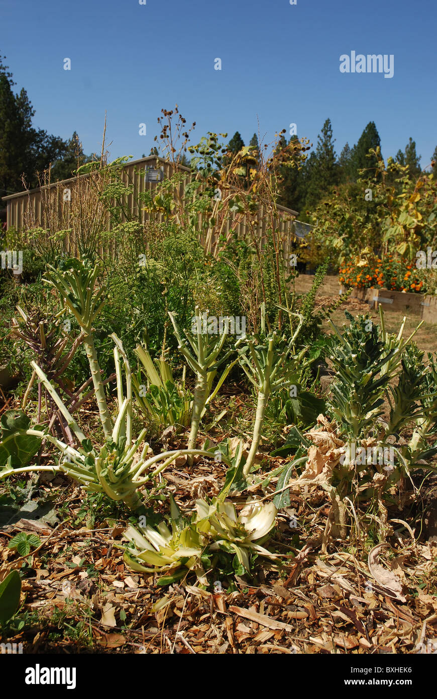 Cauliflower garden damaged by deer Stock Photo