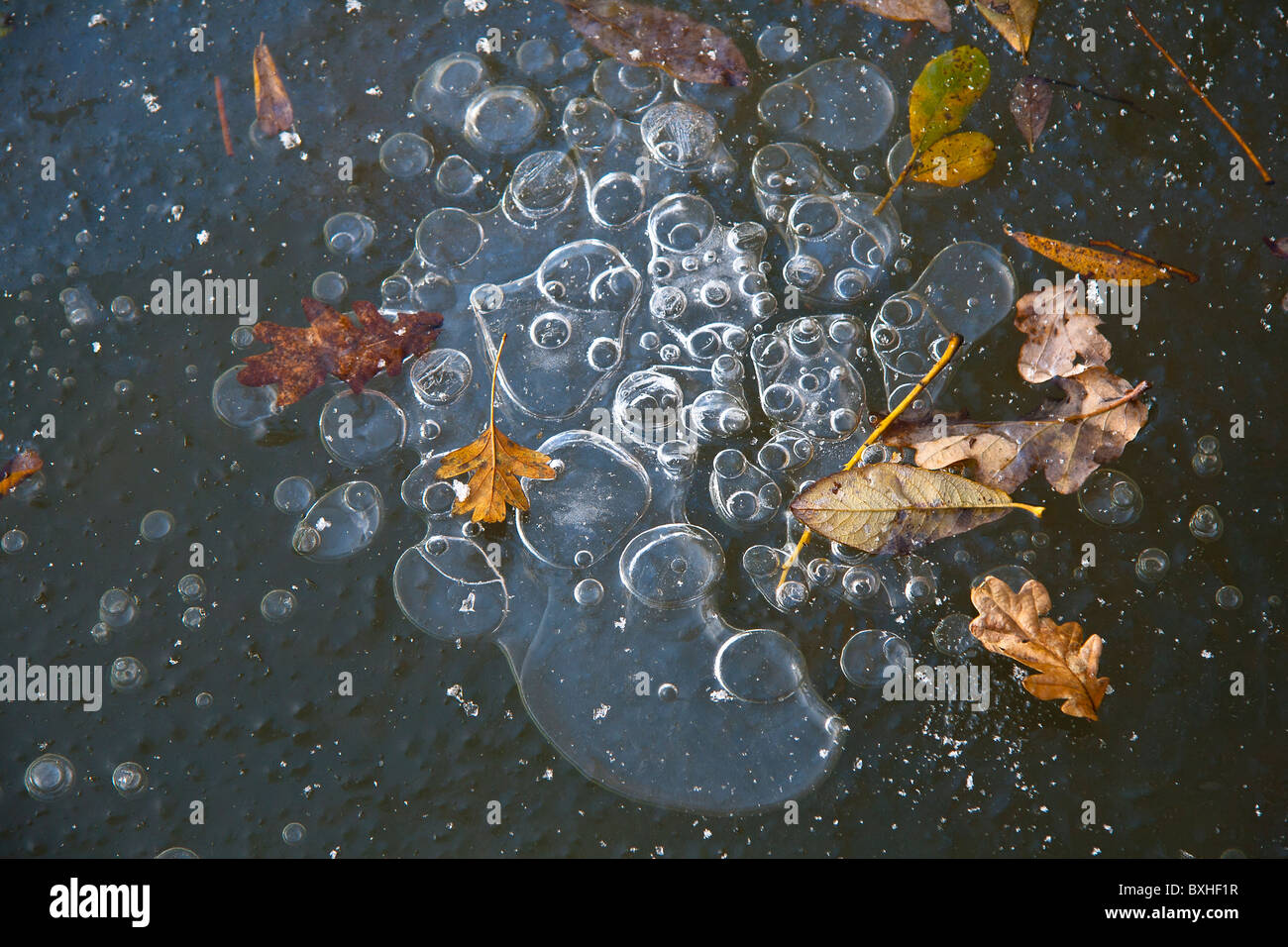Methane gas bubbles trapped below the surface of a frozen stagnant pond. Stock Photo