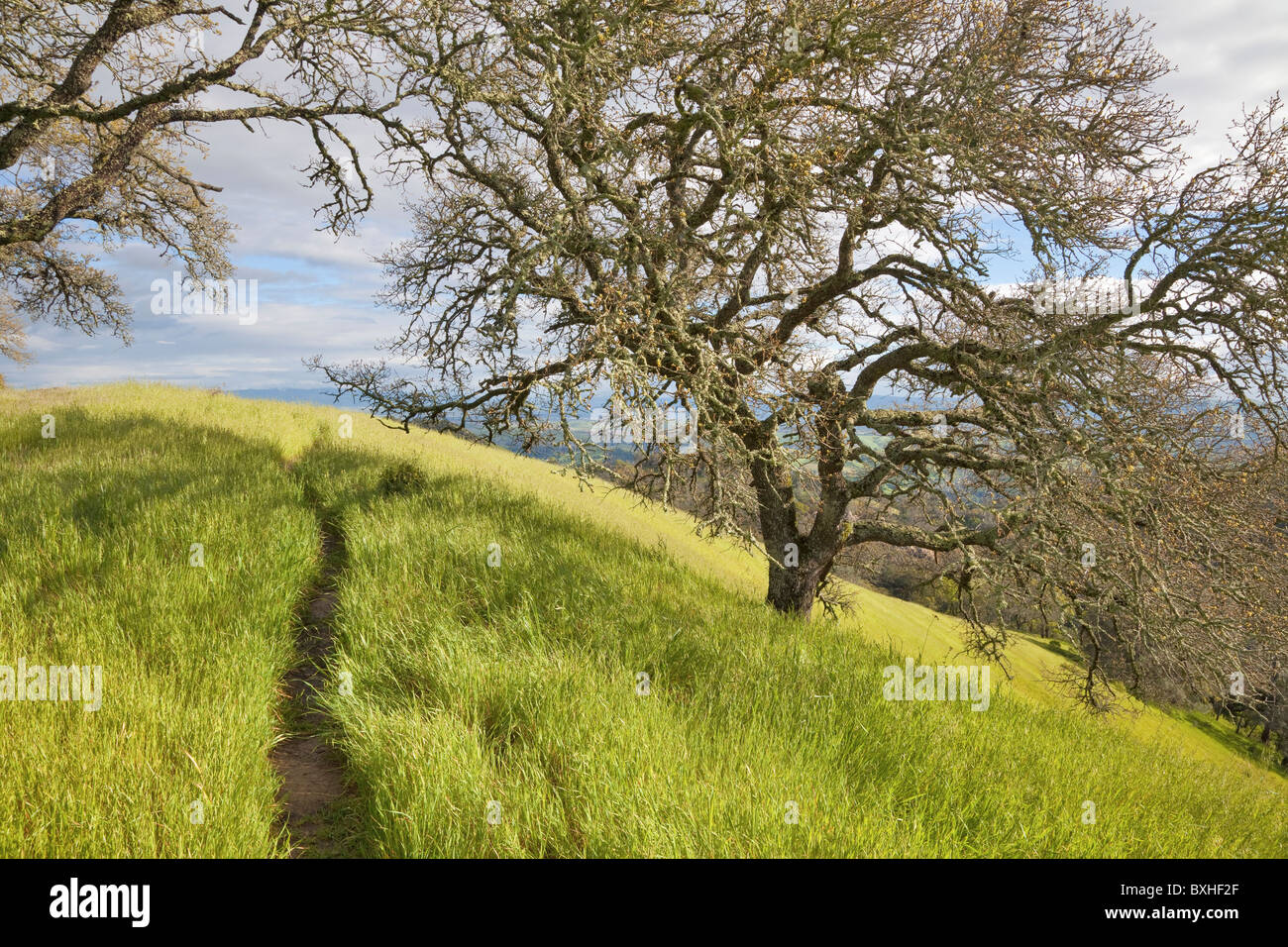 Path among coastal oaks in spring, Mount Diablo State Park, California, USA Stock Photo