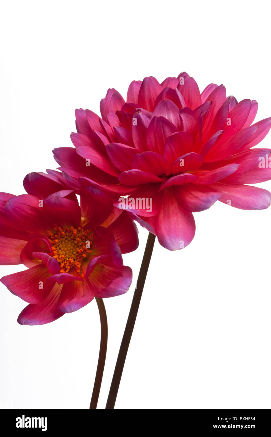 Dark pink dahlias on a white background Stock Photo - Alamy