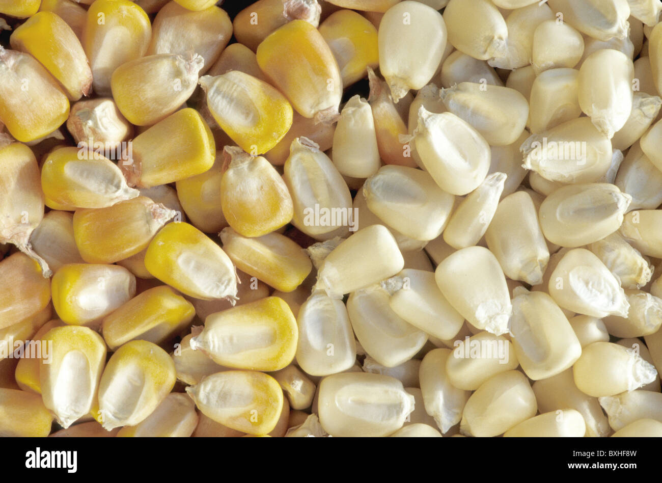 Harvested dry Corn kernels Stock Photo Alamy