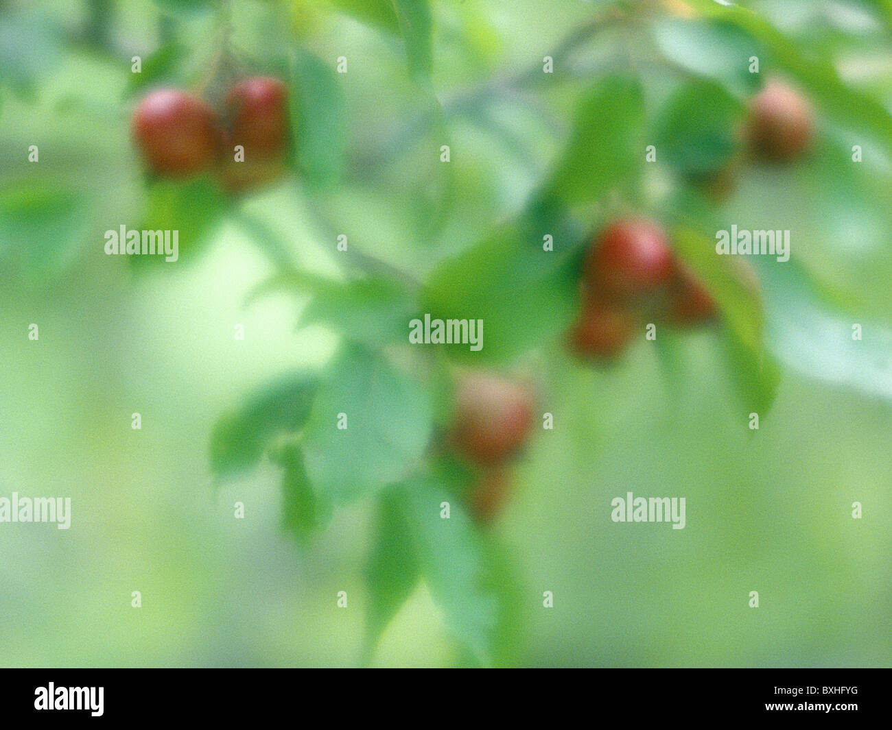Softfocus crab apples, legacy orchard, Pictured Rocks National