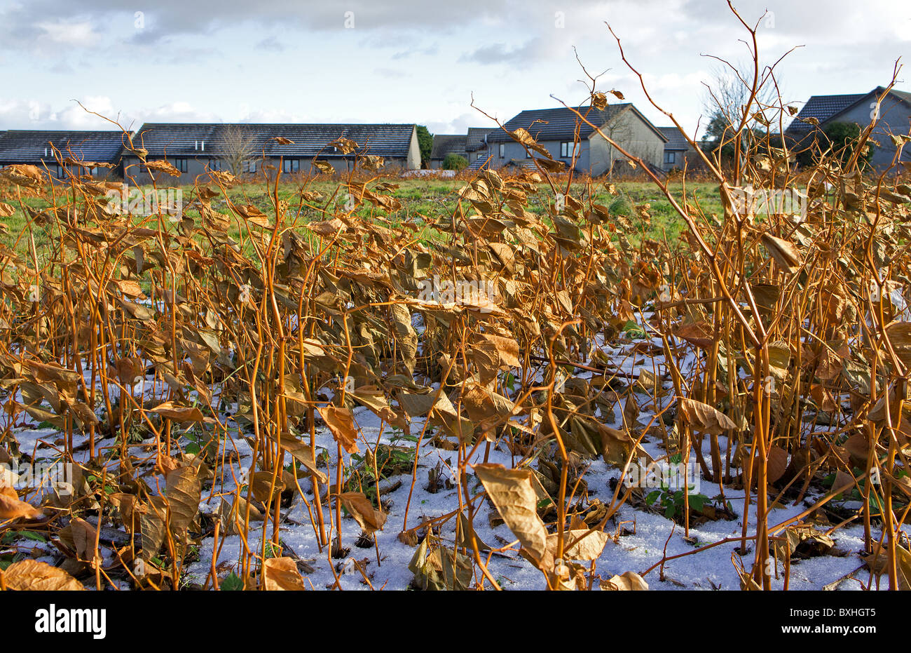 Japanese knotweed in its winter stage, encroaches  on an housing estate in cornwall, uk Stock Photo