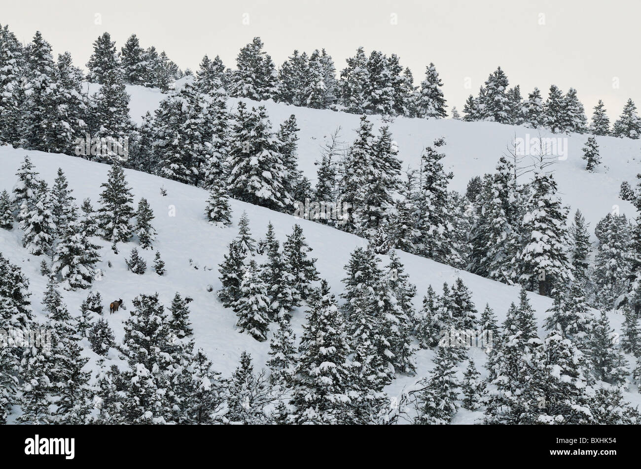 Covered in Snow Pine Trees Stock Photo - Alamy