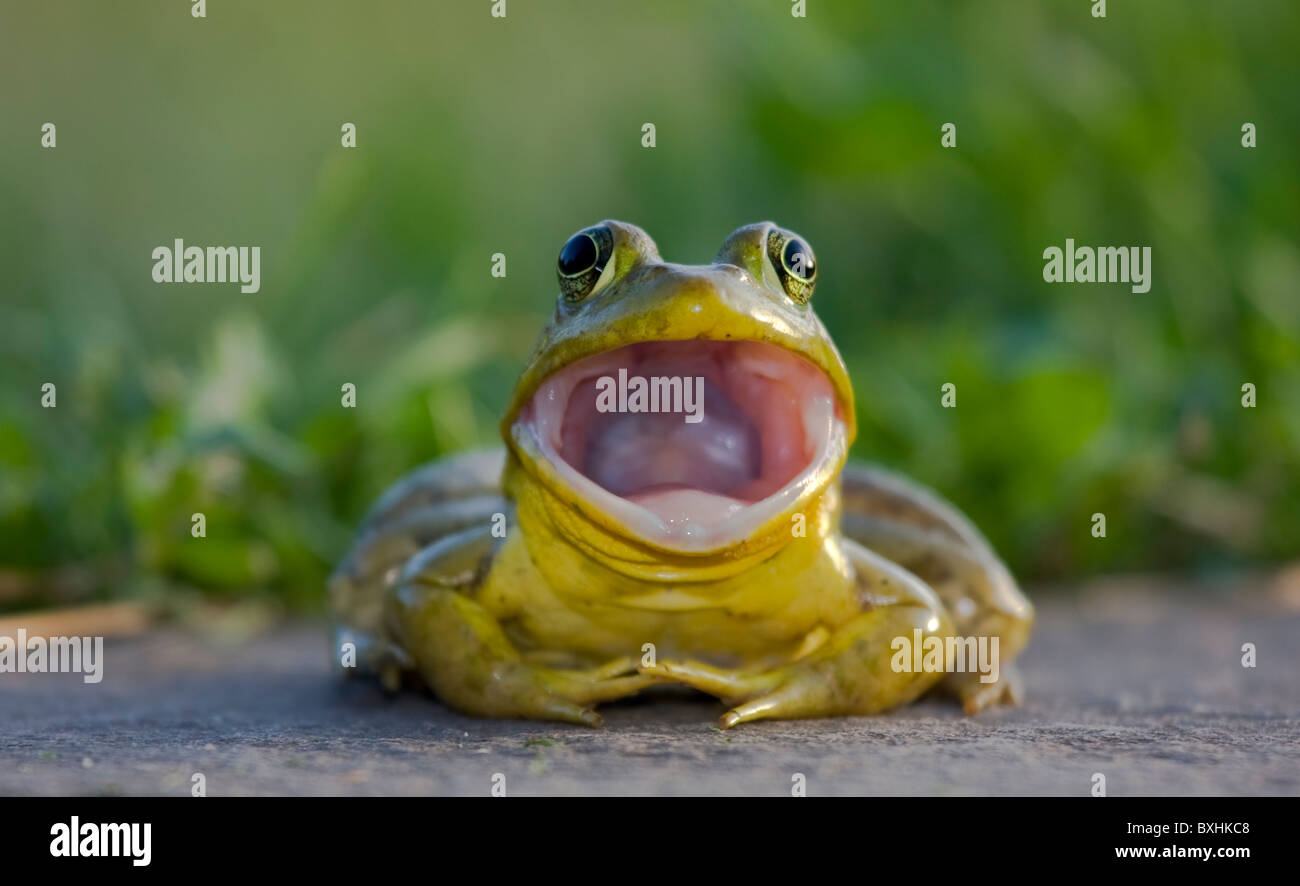 American bullfrog with its mouth wide open Stock Photo