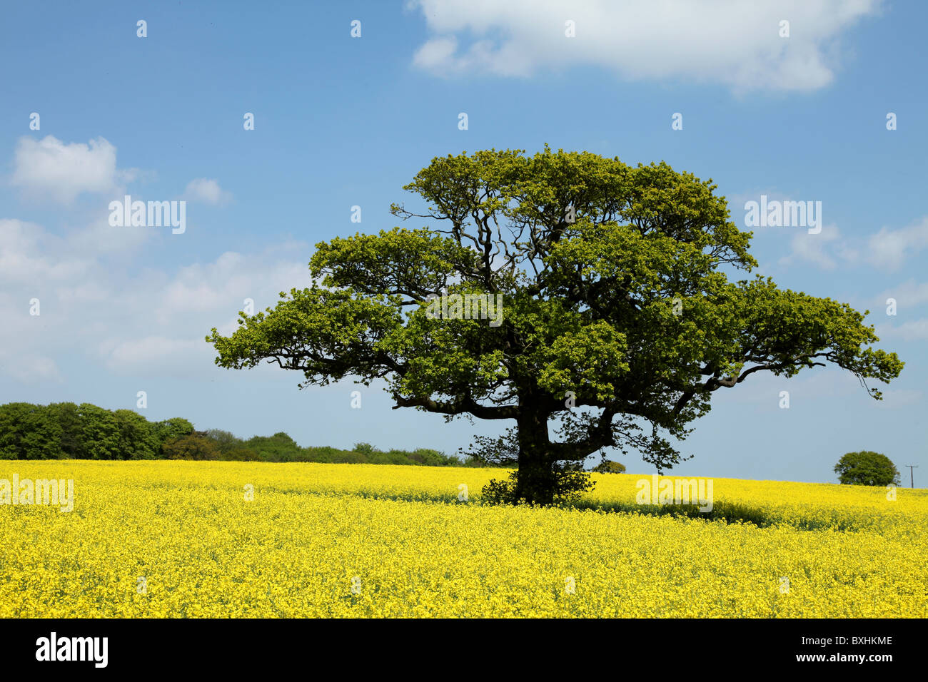 Single tree in a yellow canola rape seed oil field Stock Photo - Alamy