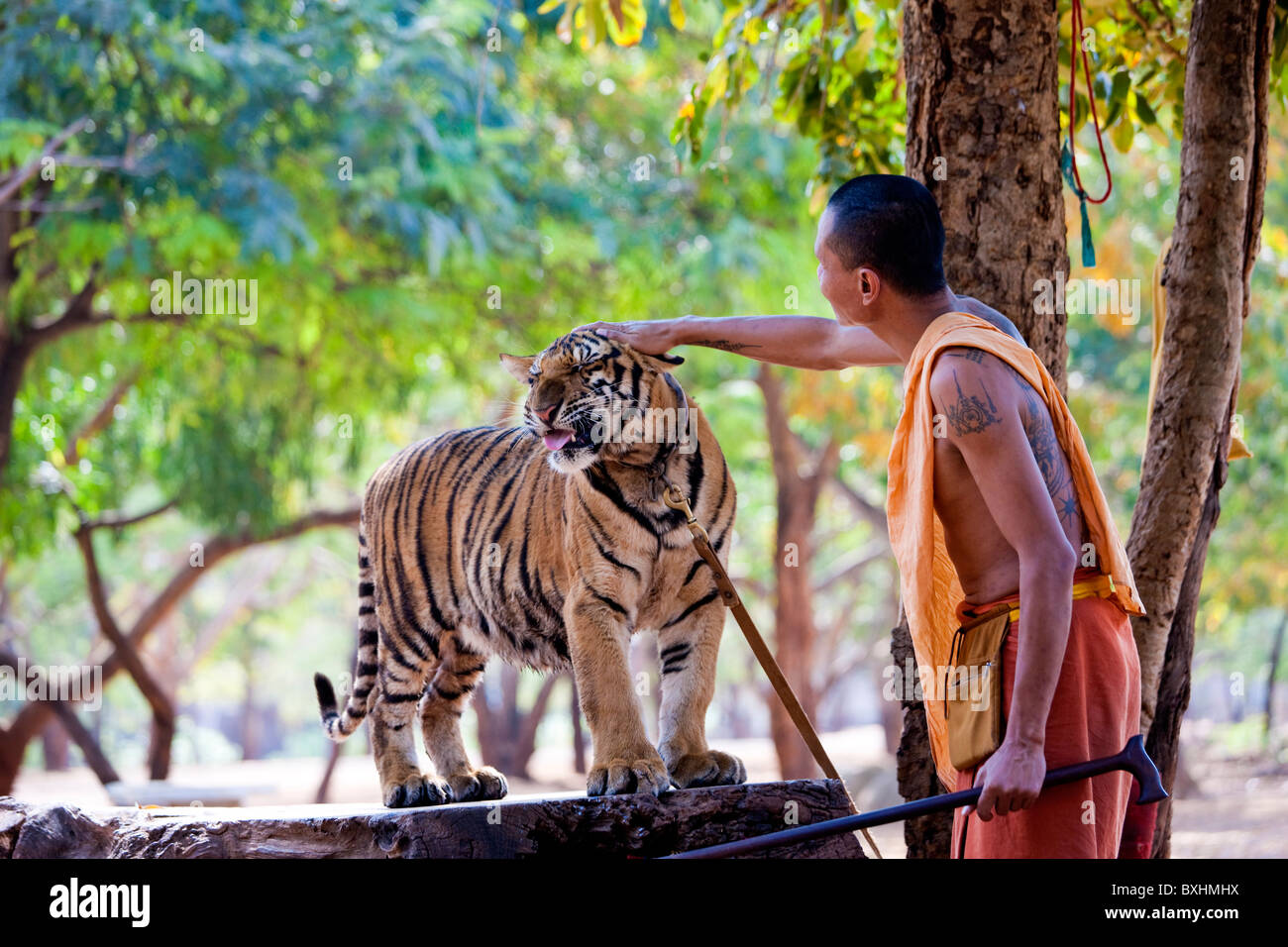 Buddhist monk with tiger, Indochinese tiger or Corbett's tiger (Panthera tigris corbetti), Thailand Stock Photo