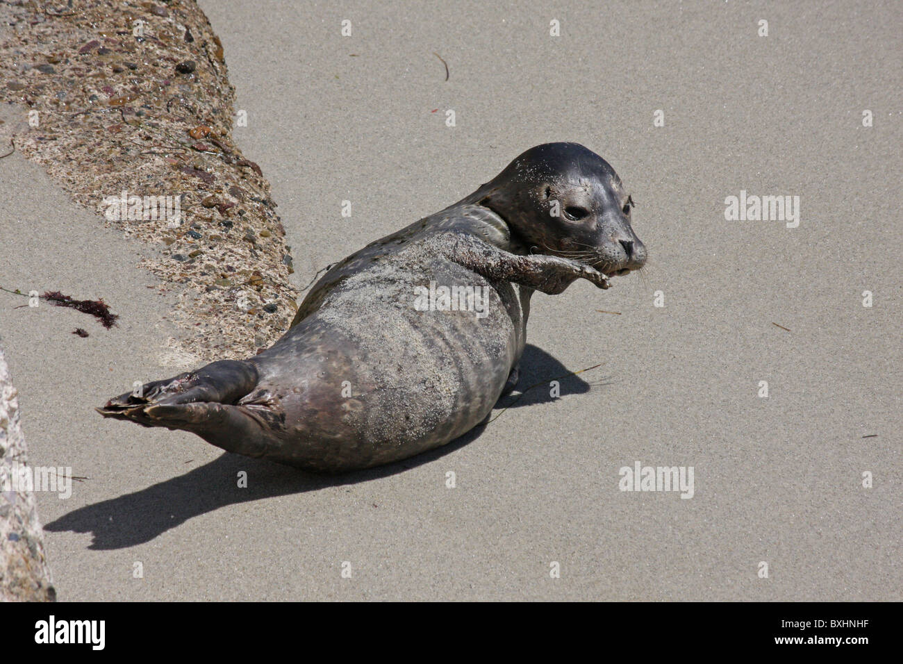 Harbor Seal Pop Stock Photo Alamy
