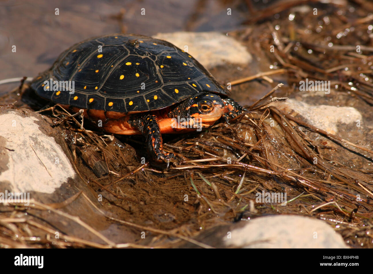 A Yellow-spotted Turtle crawling along. Stock Photo