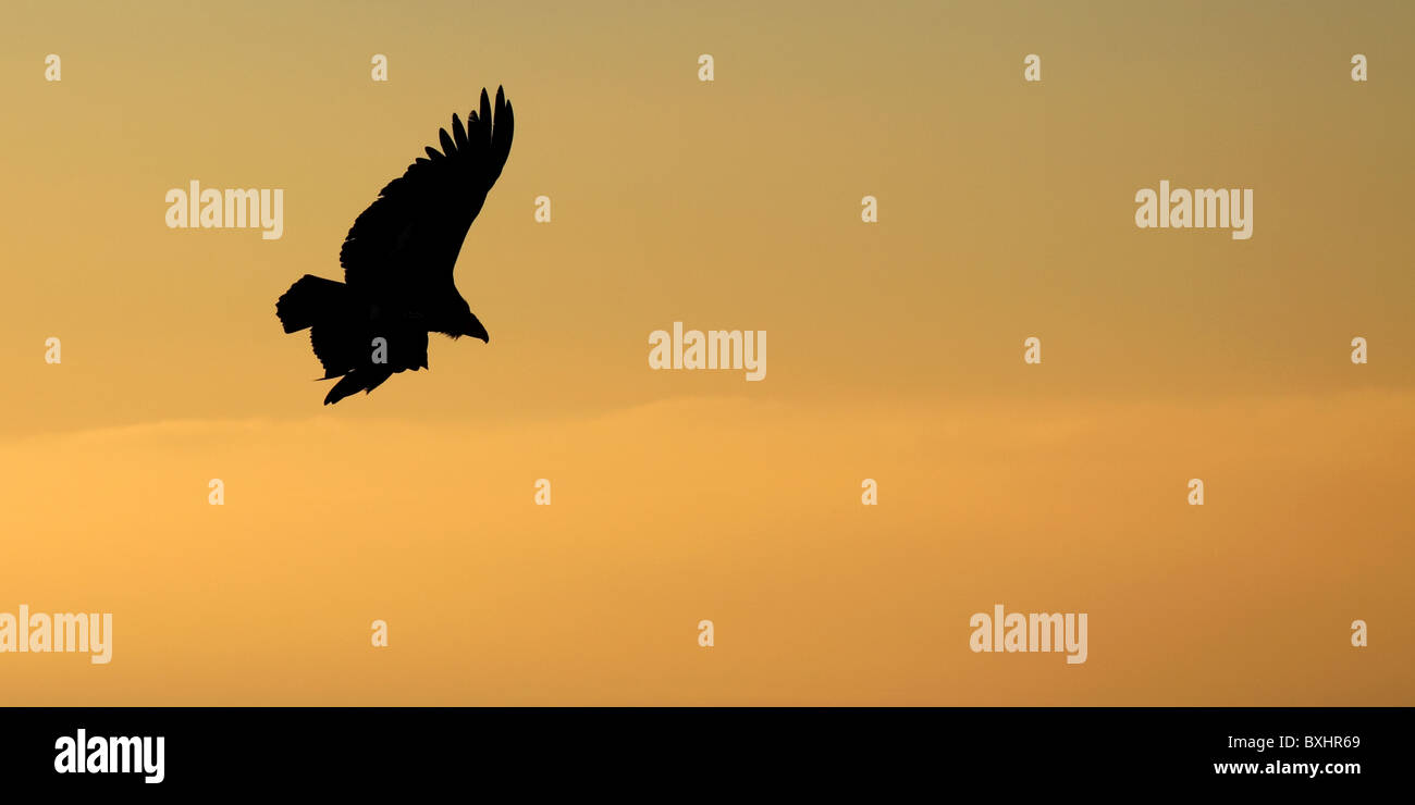 A Condor gliding through the sunrise Stock Photo Alamy