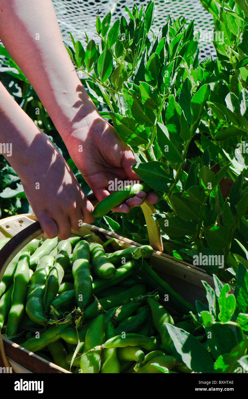 Picking fresh broad beans from the vegetable garden Stock Photo Alamy