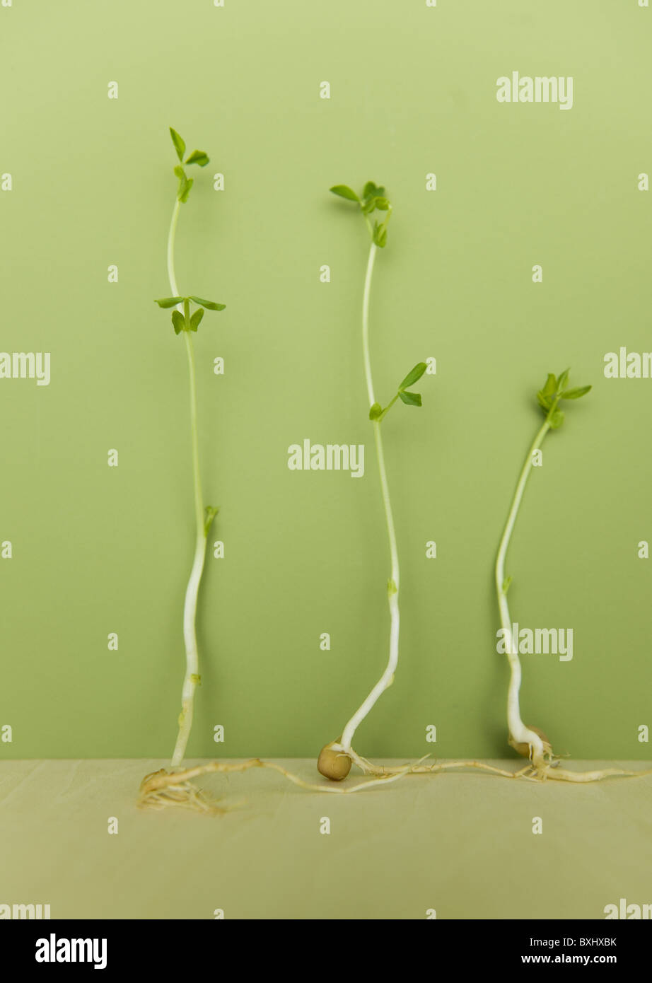 Germinated seeds hires stock photography and images Alamy