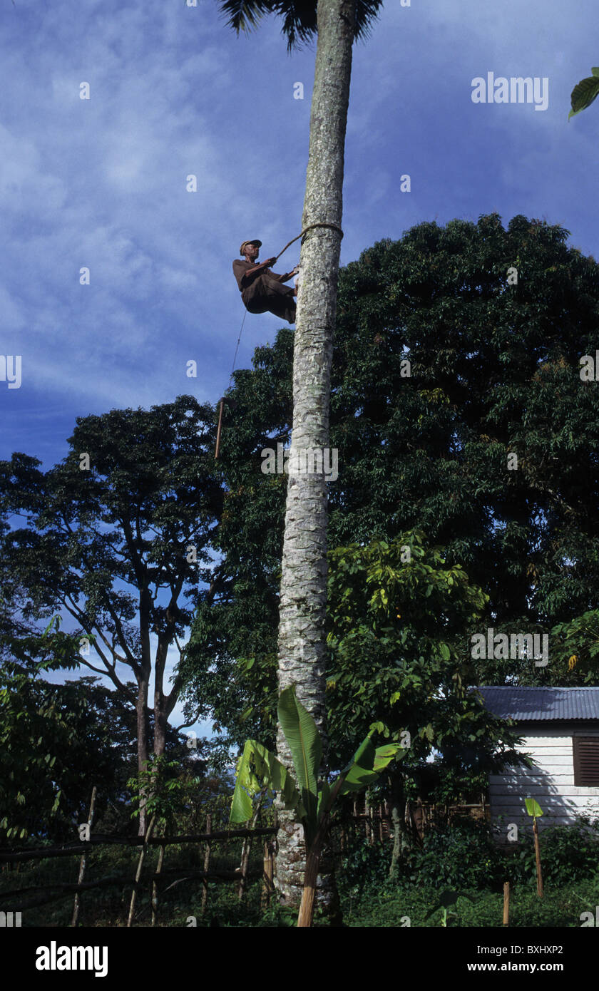 Man climbing palm tree to pick fruit for oil production  South Bioko Island  EQUATORIAL GUINEA. Stock Photo