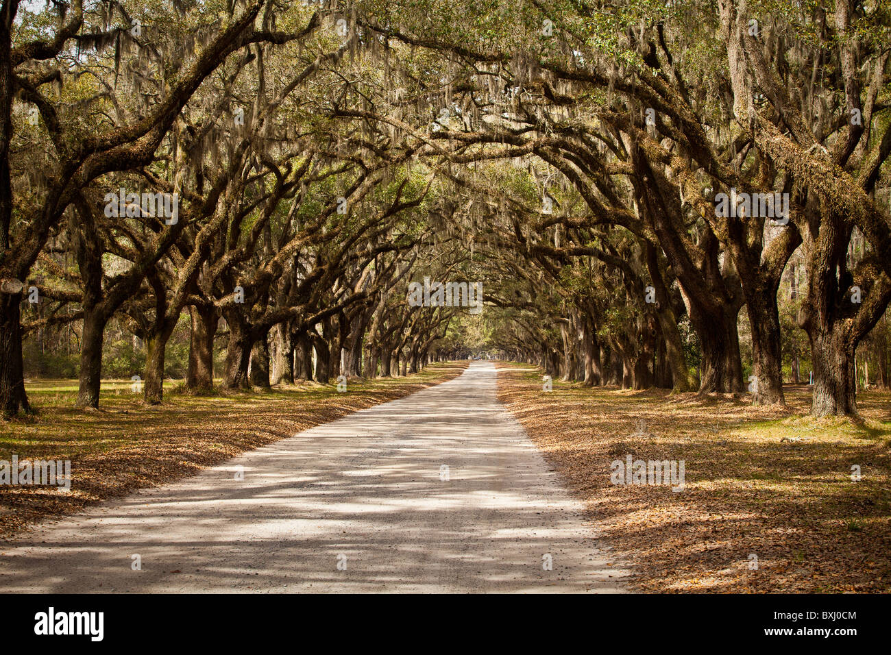 Stately live oak avenue at Wormsloe Plantation in Savannah,