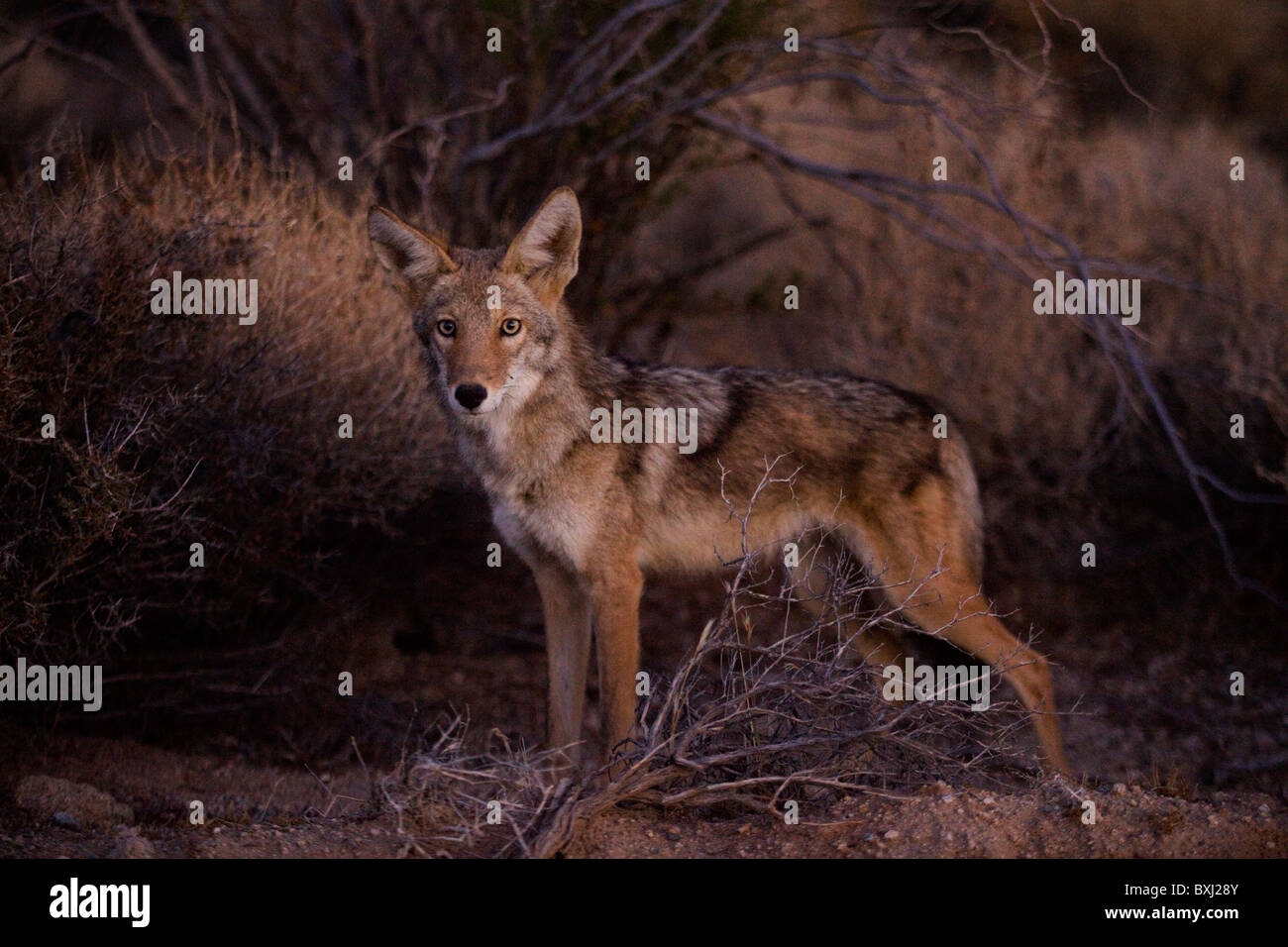 North-American coyote (Canis latrans) - California, USA Stock Photo
