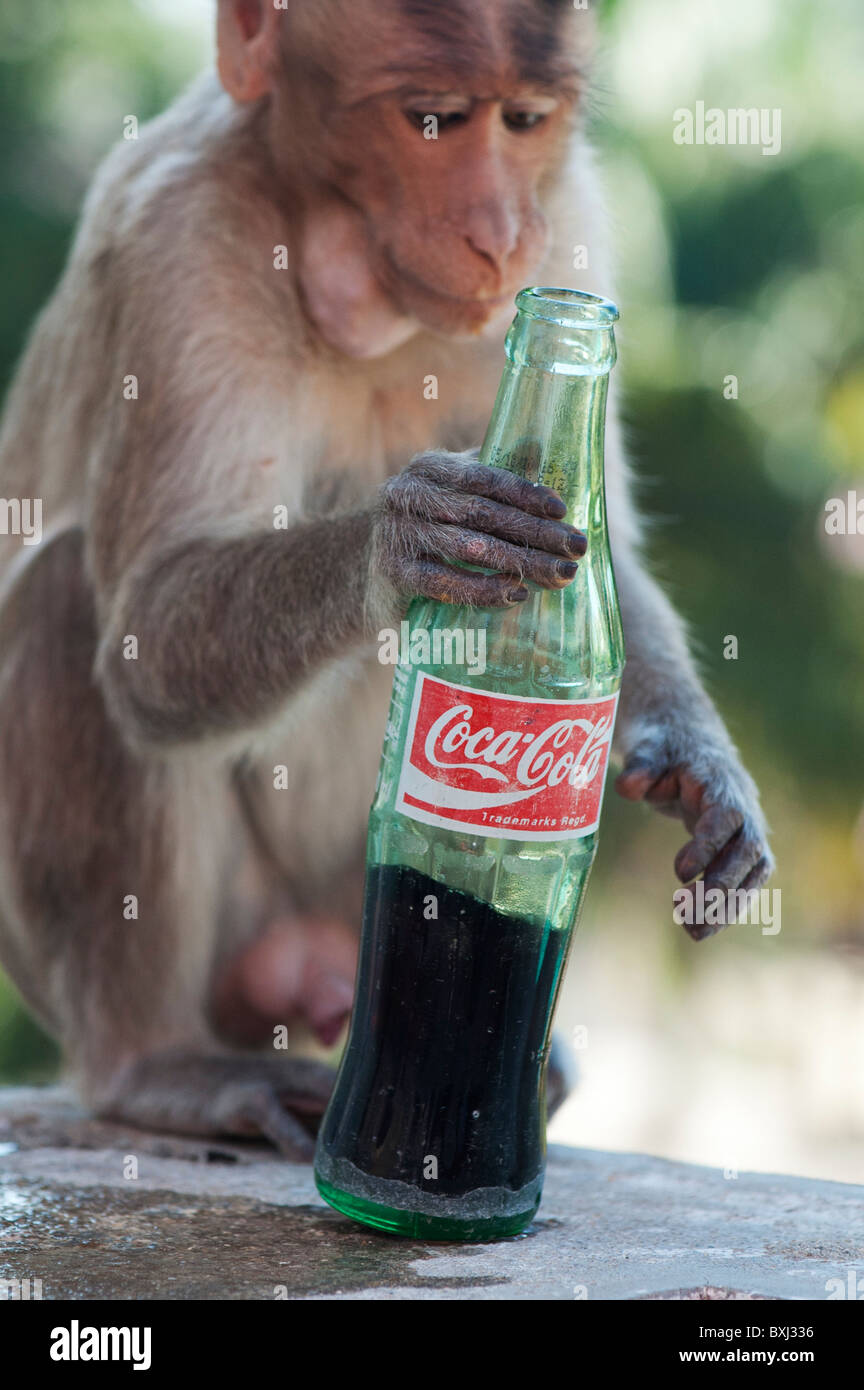 Macaca radiata. Young male bonnet macaque monkey and a bottle of coca cola. India Stock Photo