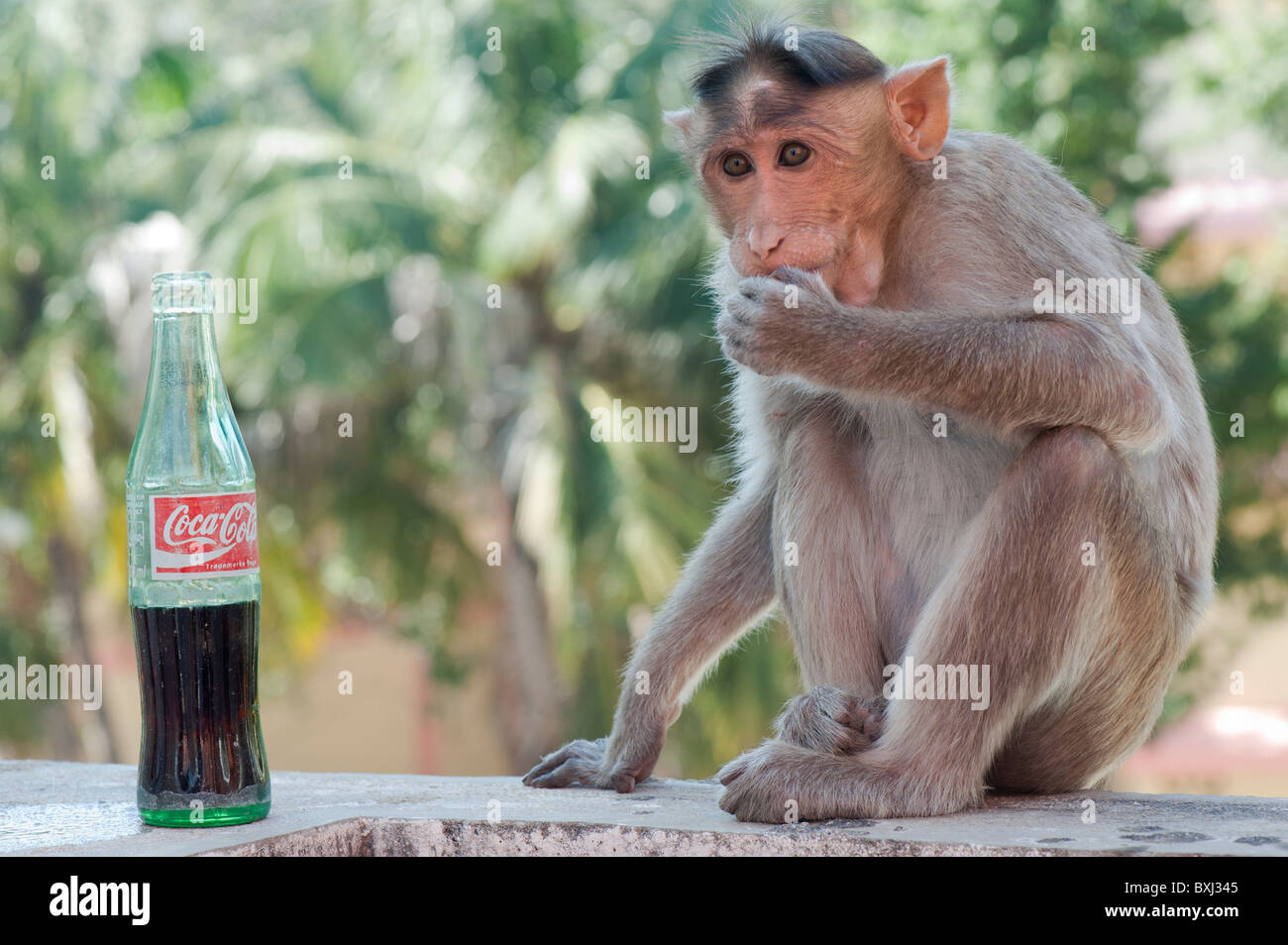 Macaca radiata. Young male bonnet macaque monkey and a bottle of coca cola. India Stock Photo