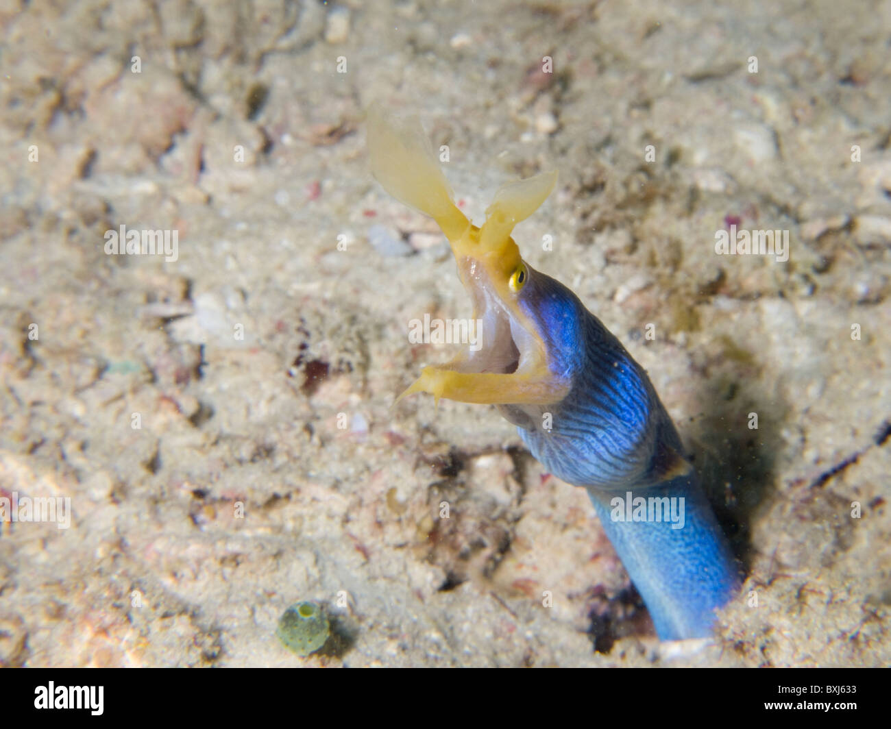 Blue ribbon eel, Borneo, Malaysia Stock Photo
