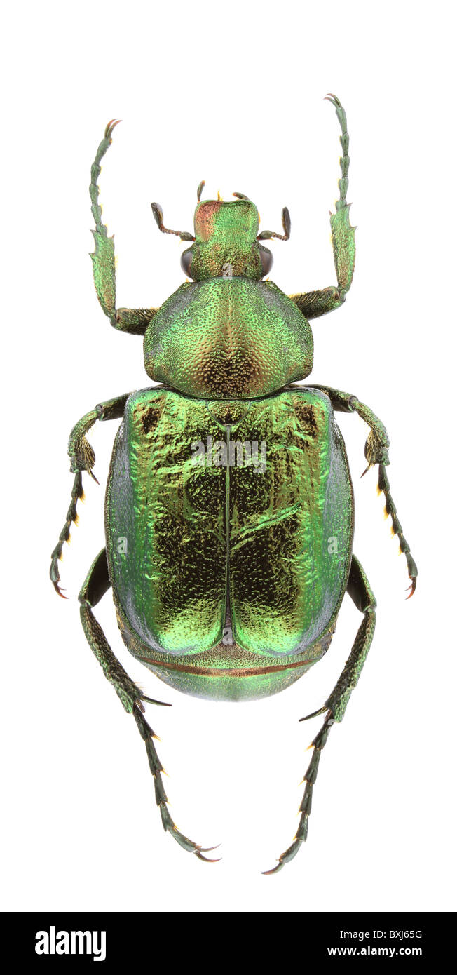 Male of Gnorimus nobilis (noble chafer) isolated on white background. Stock Photo