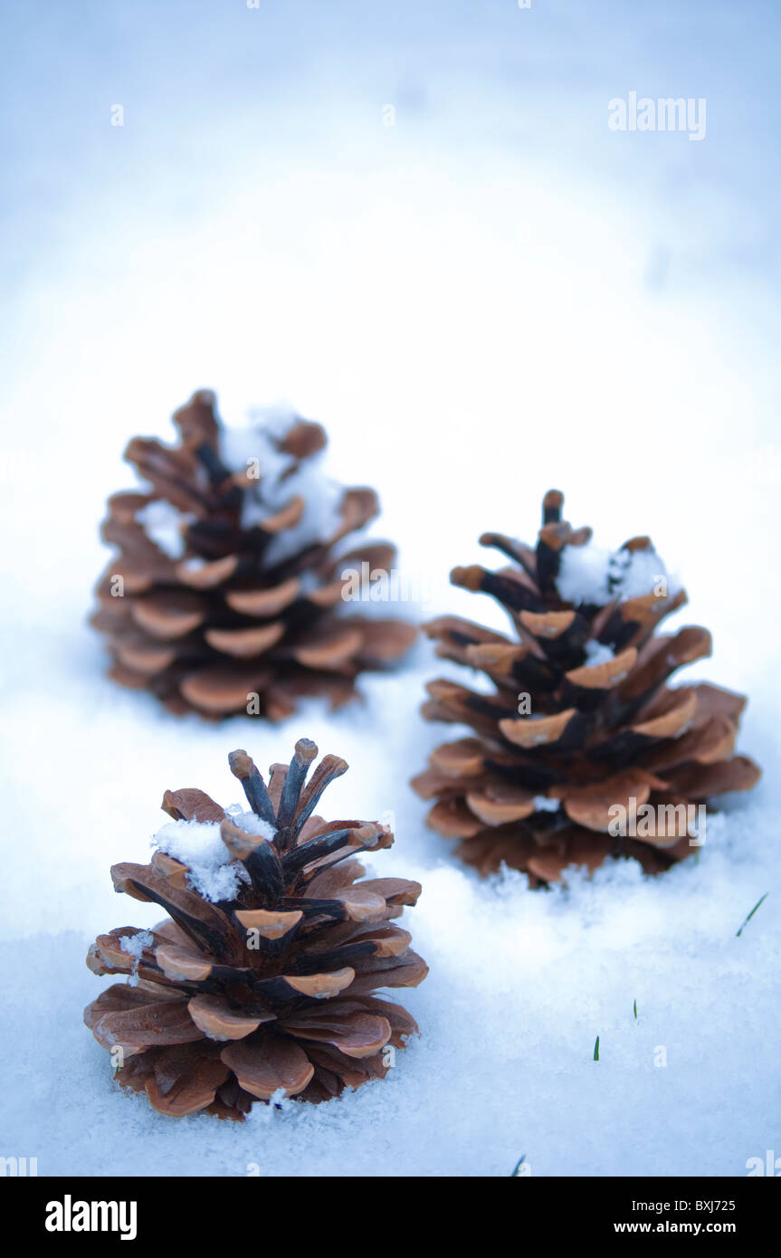 Three pine / fir cones in a white and snowy setting. Stock Photo