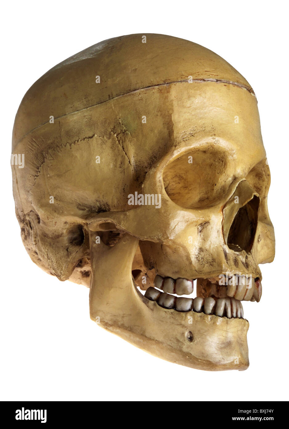 medicine, anatomy, human skull, natural medical example, Germany, circa 1960, Additional-Rights-Clearences-Not Available Stock Photo