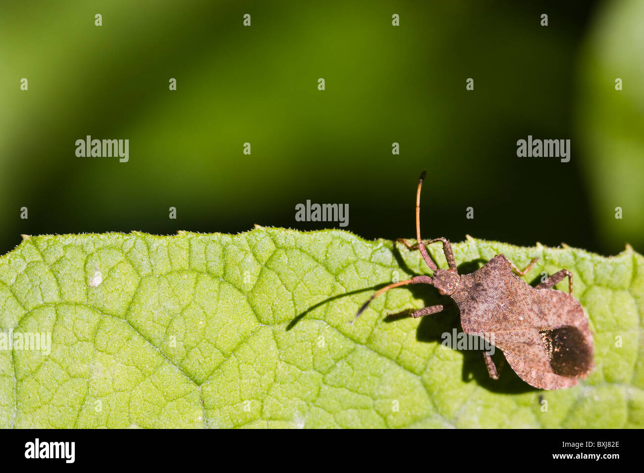 squash bug (Coreus marginatus) Stock Photo