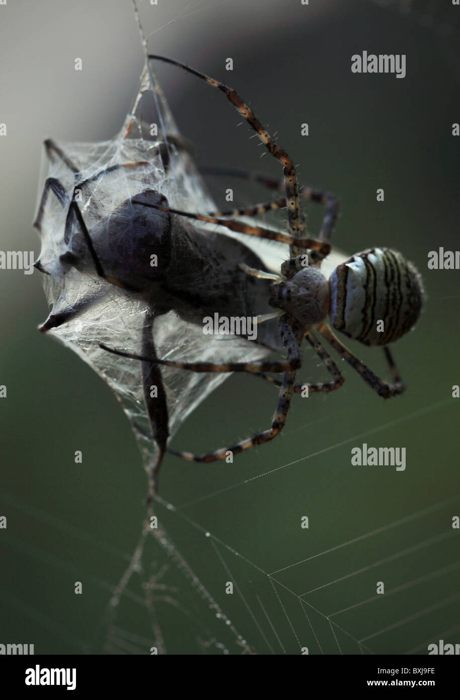 Spider wrapping a beetle Stock Photo - Alamy