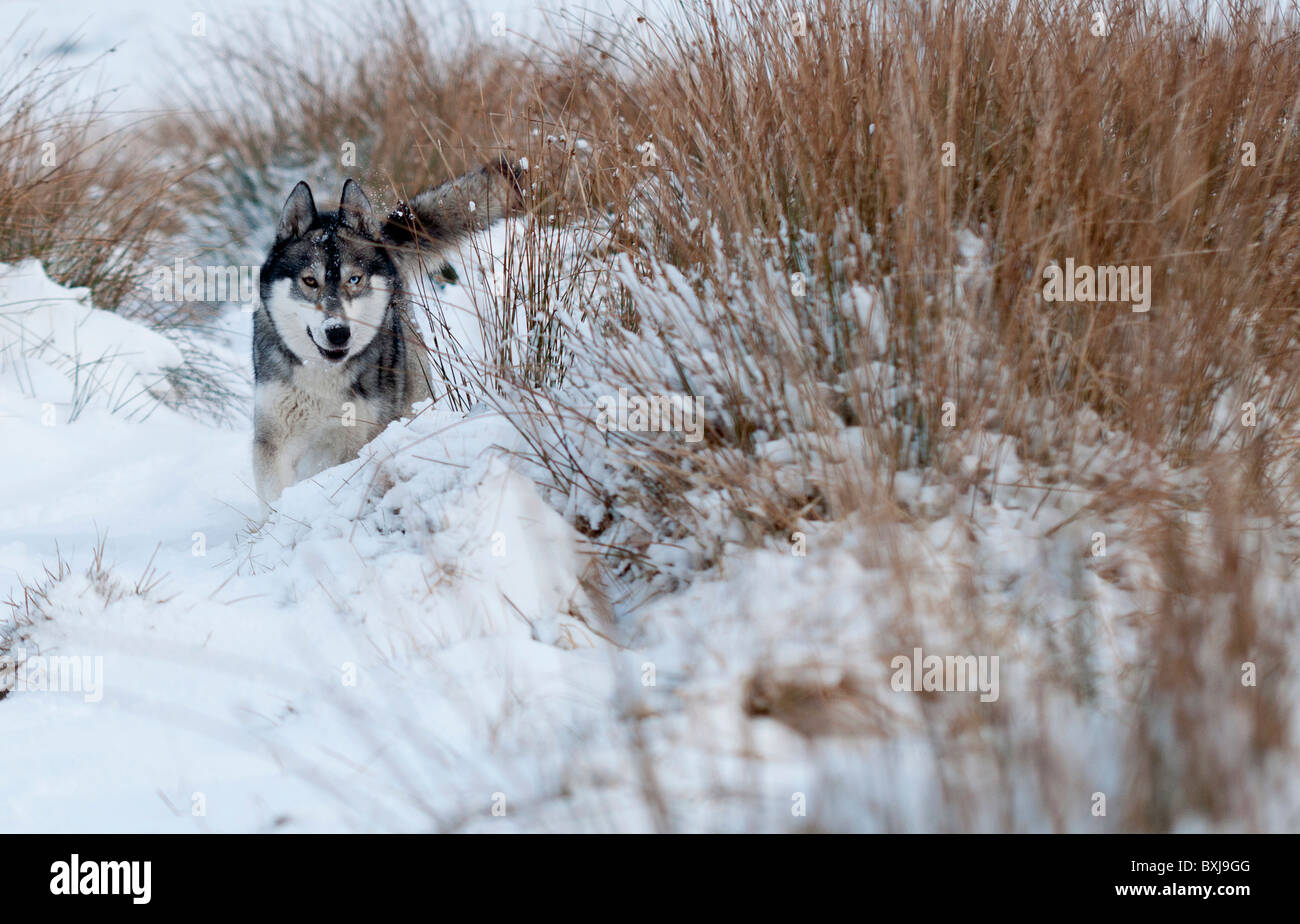 Husky in snow looking through rushes with her big smiling mask Stock Photo