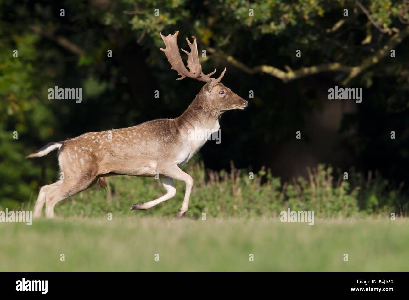 An adult male Fallow Deer bellowing and chasing during the autumnal rut Stock Photo
