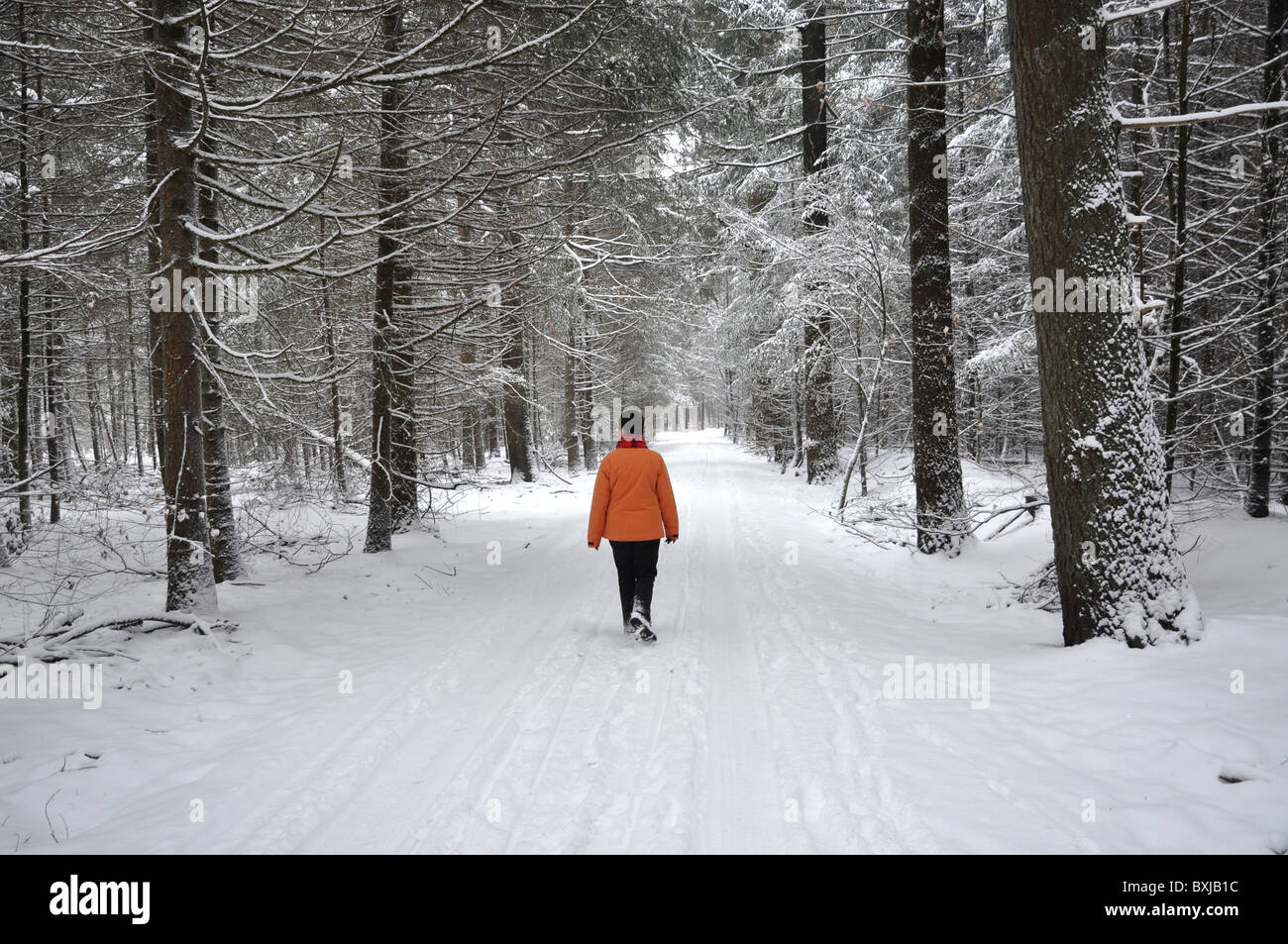Senior woman strawling in the winter forest Stock Photo