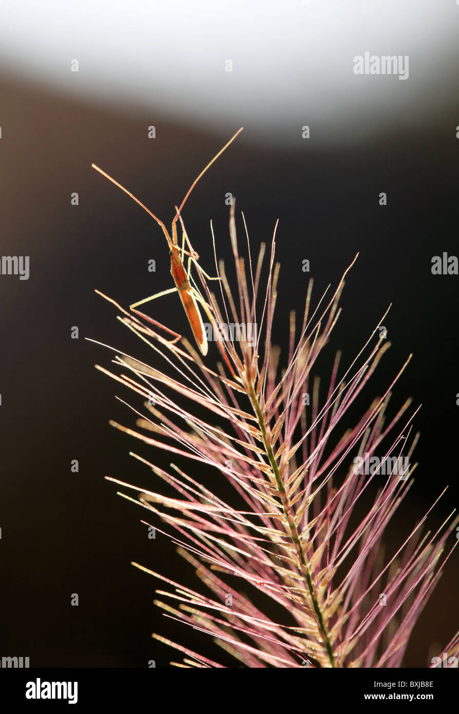 Little insect on a plant Stock Photo - Alamy