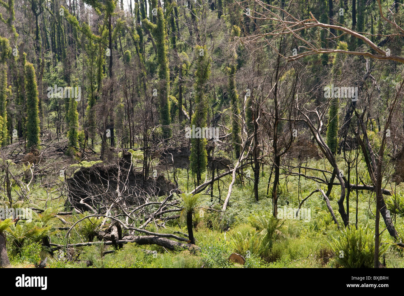 New growth after forest fire hi-res stock photography and images - Alamy