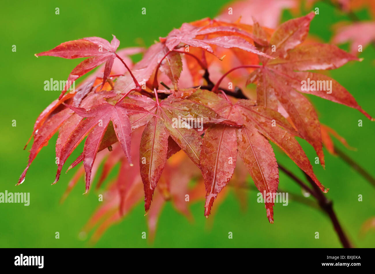 Japanese Acer tree in Autumn Stock Photo