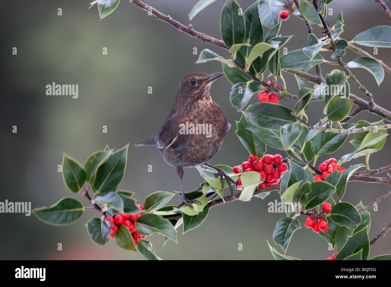 Blackbird Turdus merula female eating holly berries Stock Photo Alamy