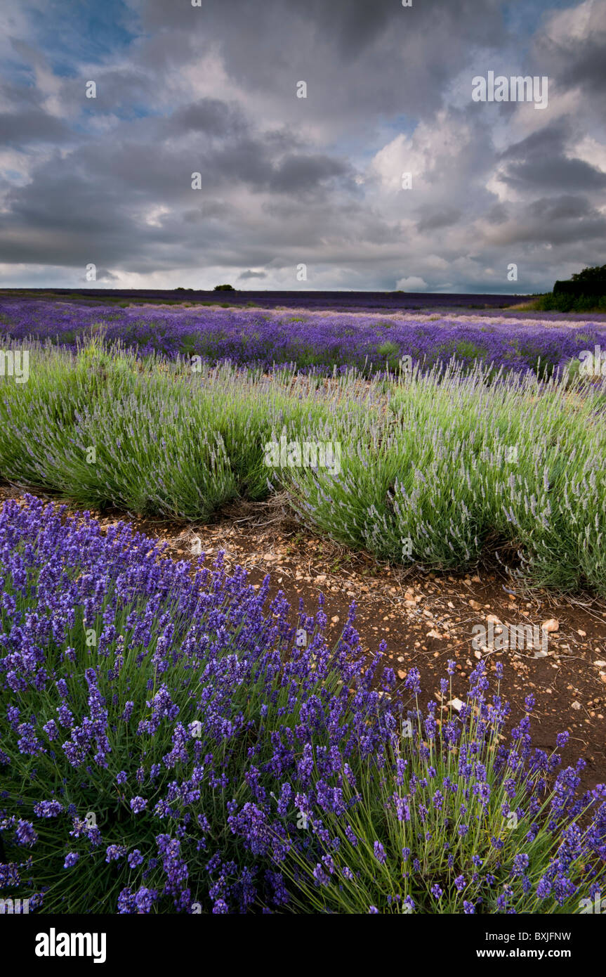 Lavender field, Snowshill, Gloucestershire, Cotswolds, UK Stock Photo