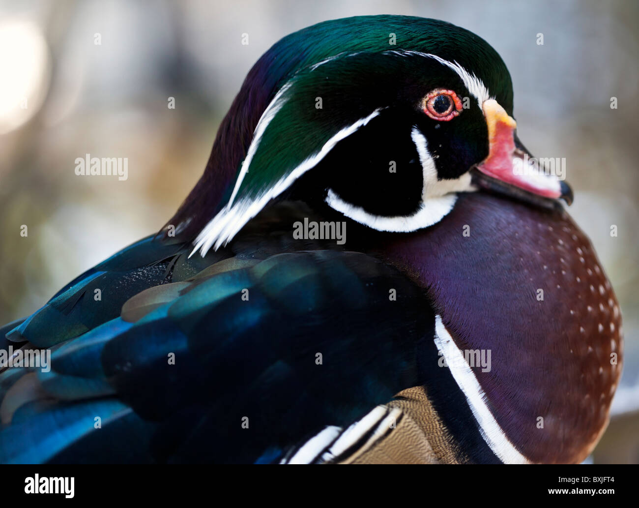 Wood duck in Florida in close up by pond Stock Photo