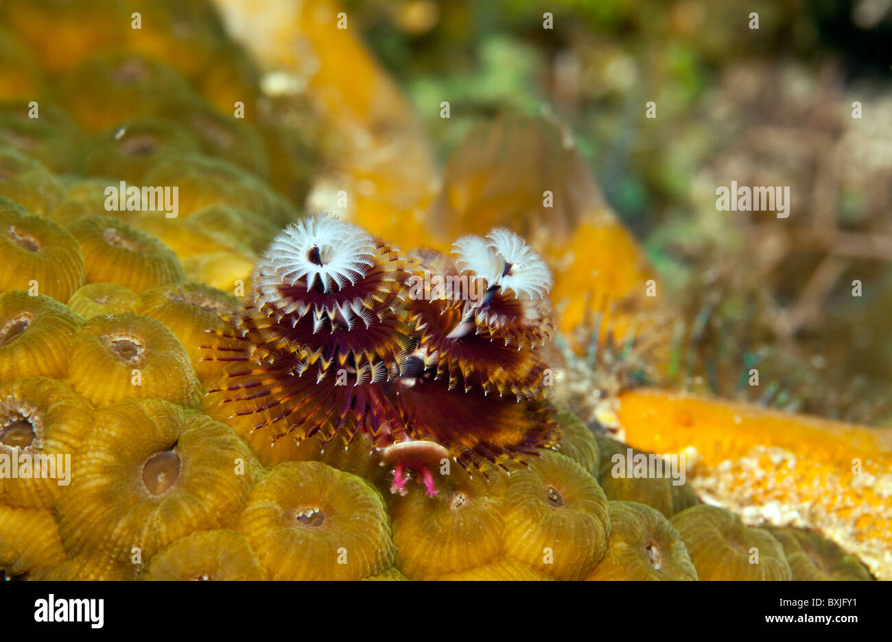 Christmas tree worms Stock Photo - Alamy